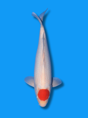 Tancho Kohaku | Koi&Co.